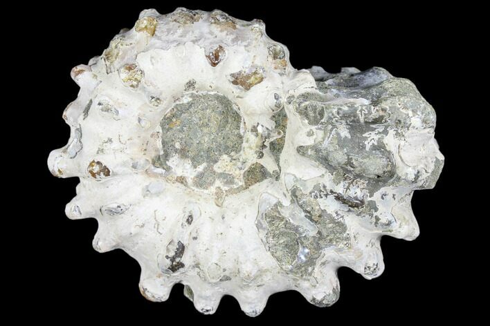 Bumpy Ammonite (Douvilleiceras) Fossil - Madagascar #103045